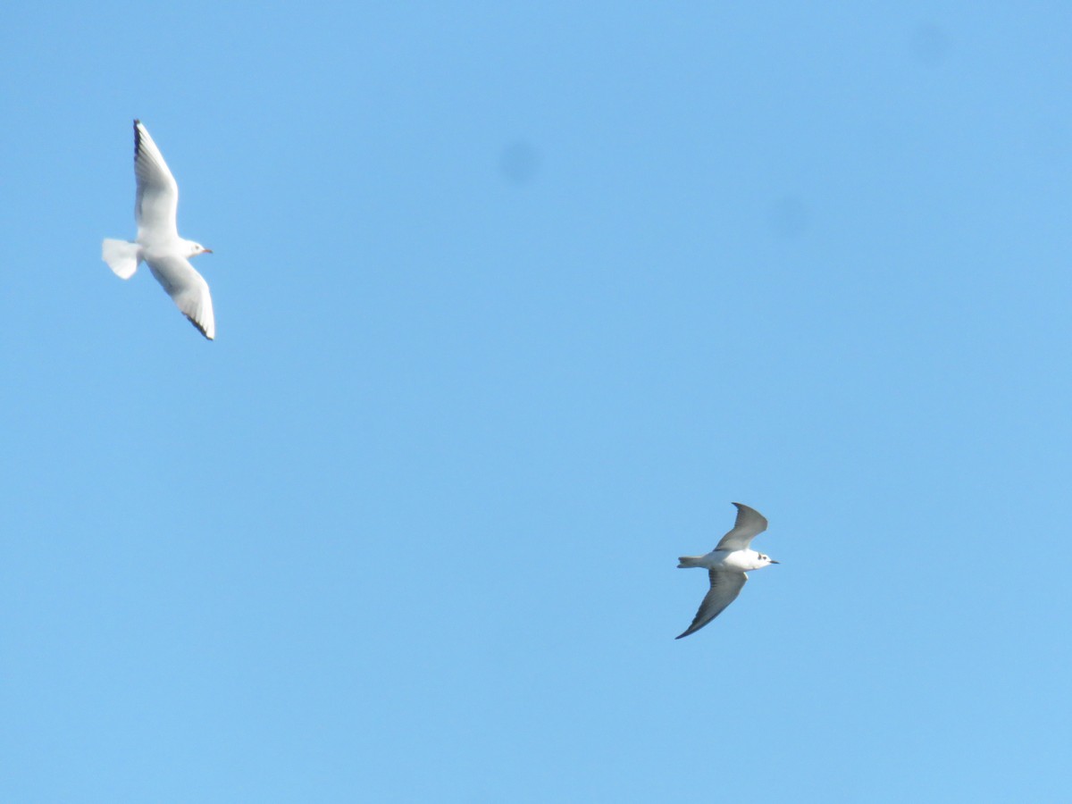 White-winged Tern - ML612890978