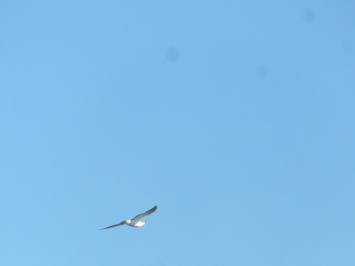 White-winged Tern - ML612890979