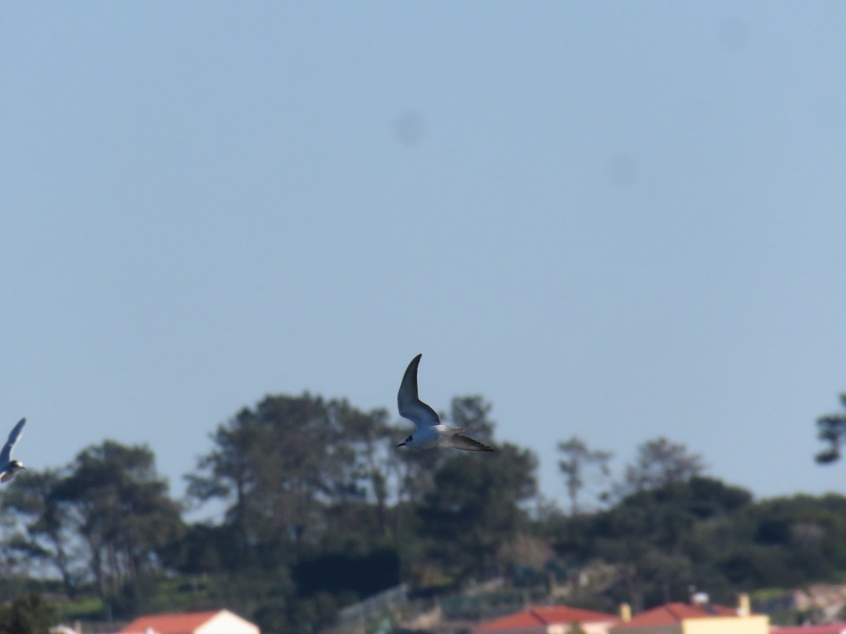 White-winged Tern - ML612890980