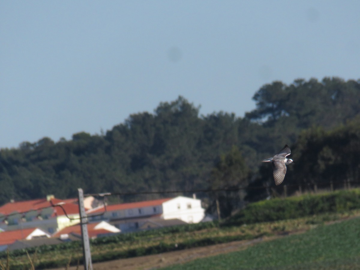 White-winged Tern - ML612890981