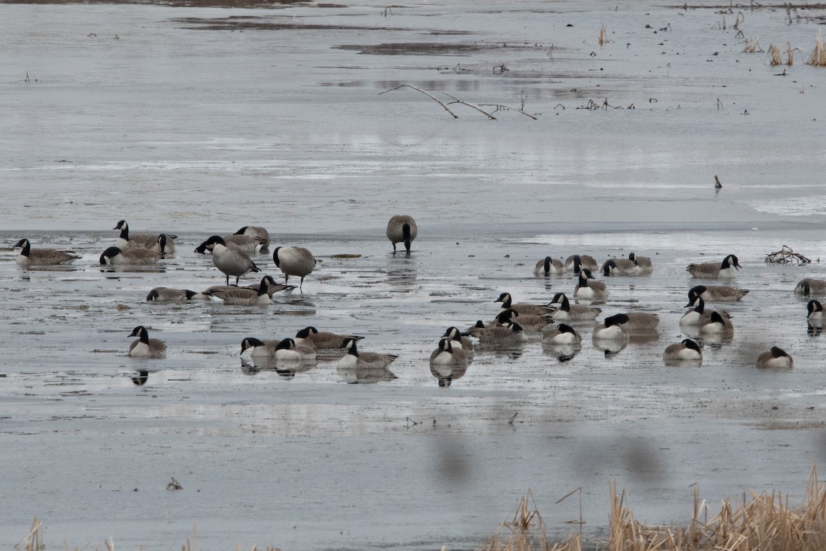 eBird Checklist - 31 Dec 2023 - Wagon Train RA - 14 species