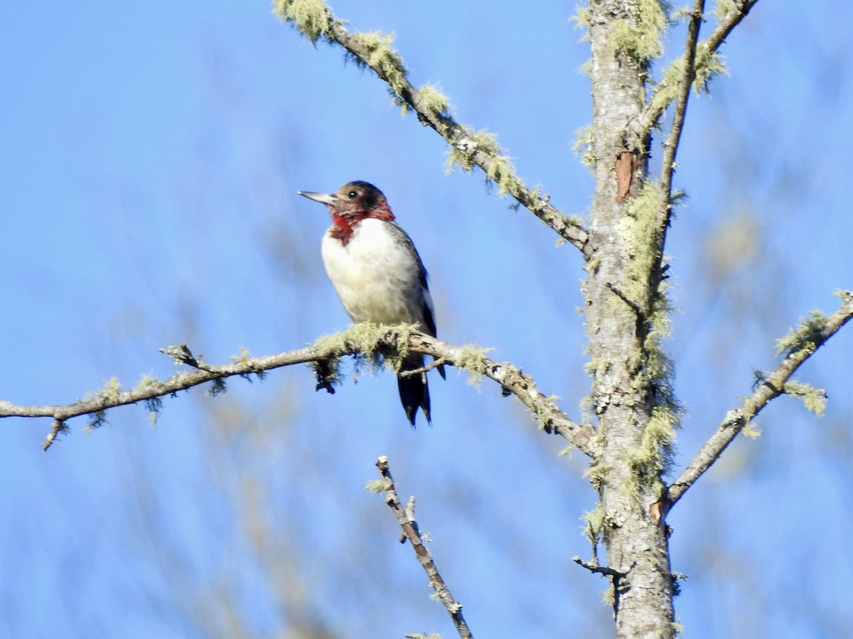 Red-headed Woodpecker - ML612891257