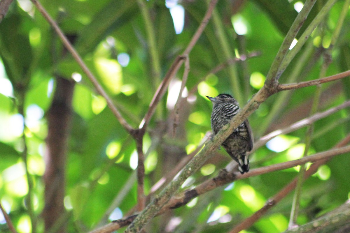 White-barred Piculet (White-barred) - ML612891320