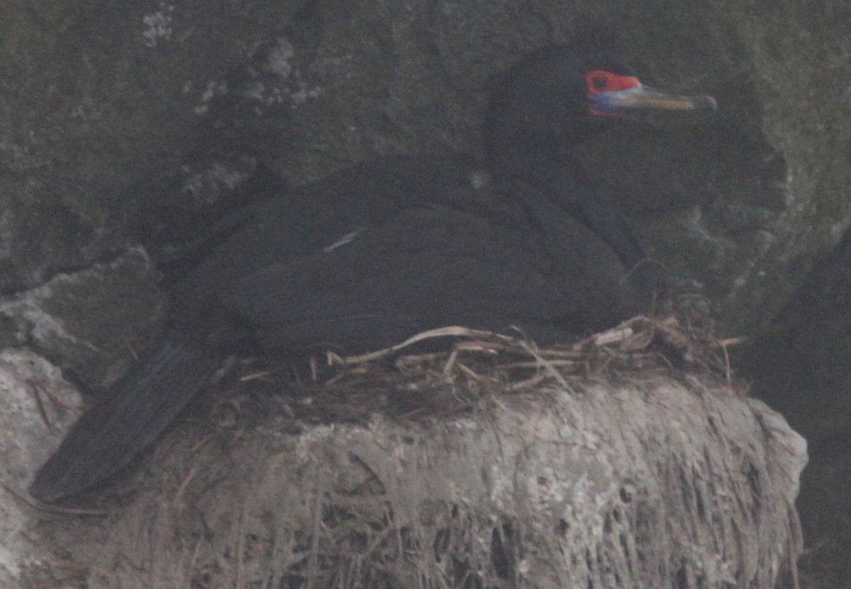 Red-faced Cormorant - ML612891359