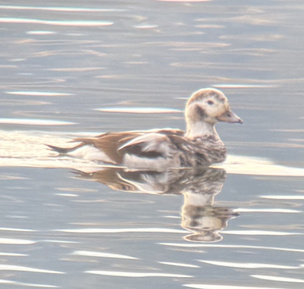 Long-tailed Duck - ML612891586
