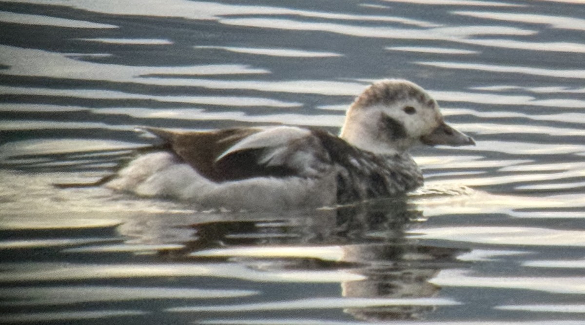 Long-tailed Duck - ML612891613