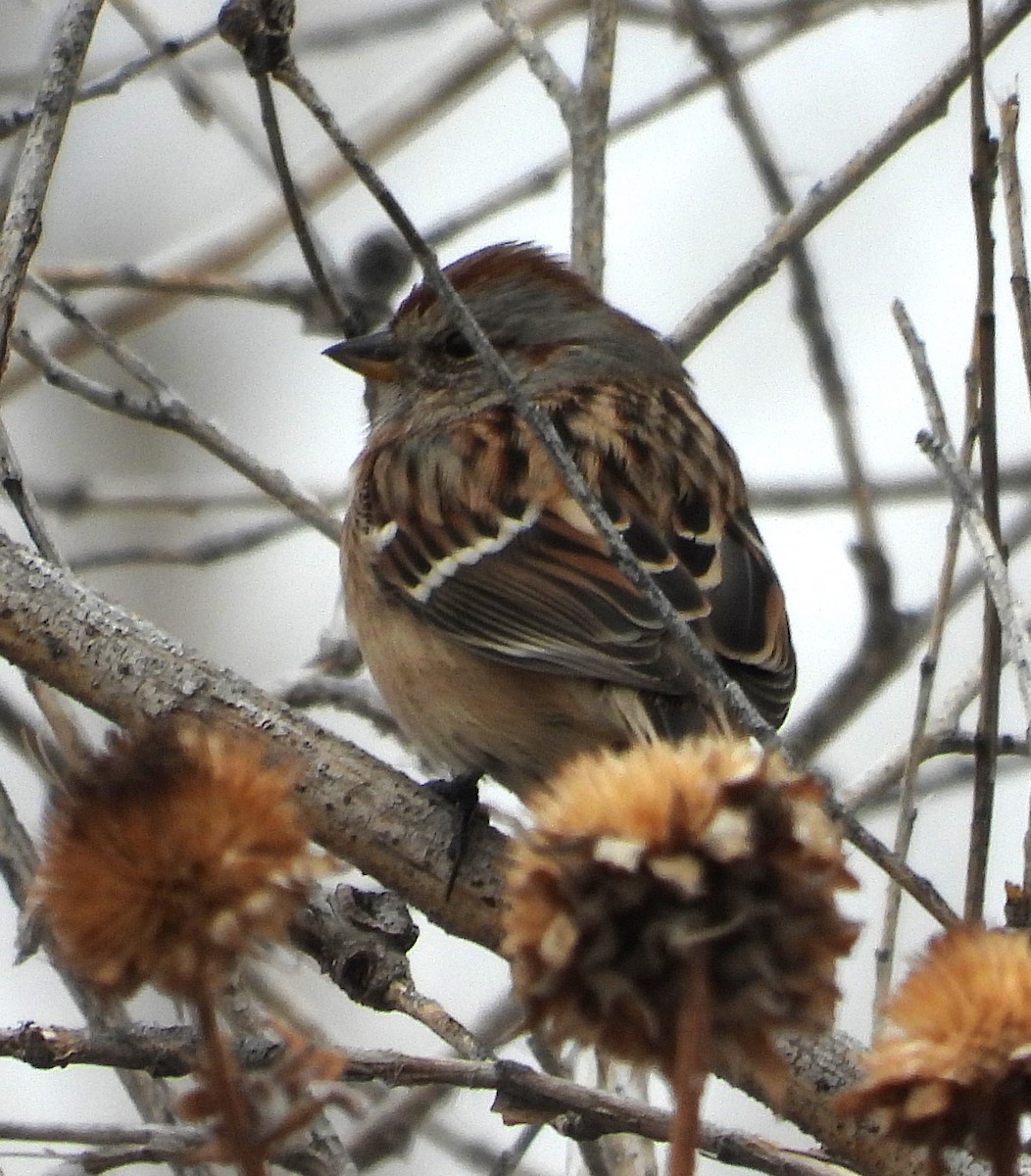 American Tree Sparrow - ML612892118