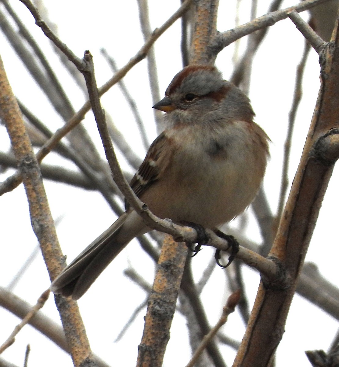American Tree Sparrow - ML612892119