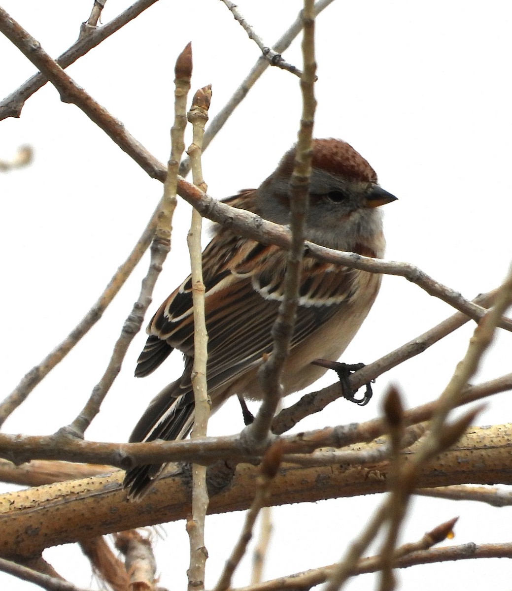 American Tree Sparrow - ML612892120
