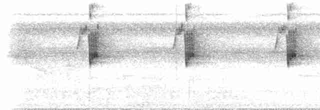 Большеклювый колибри-отшельник [группа moorei] - ML612892149