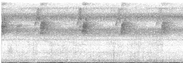 Большеклювый колибри-отшельник [группа moorei] - ML612892175