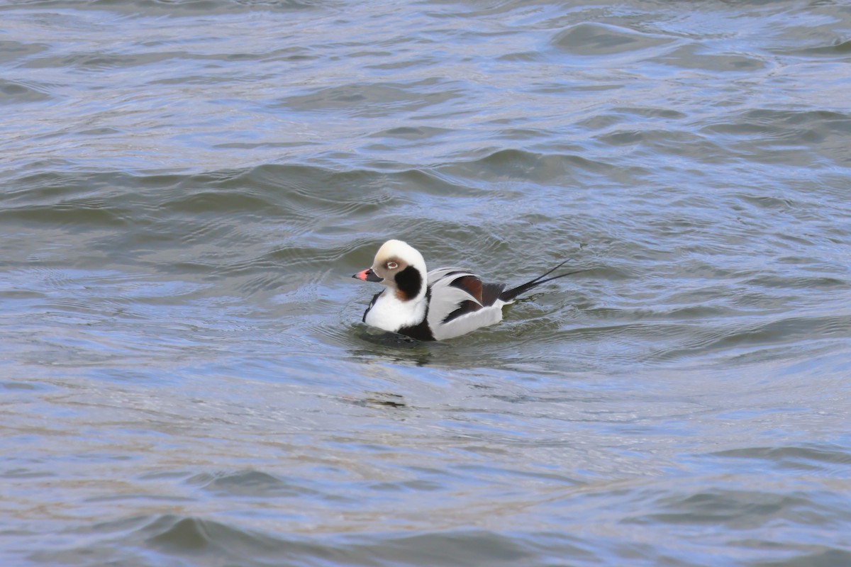 Long-tailed Duck - ML612892197