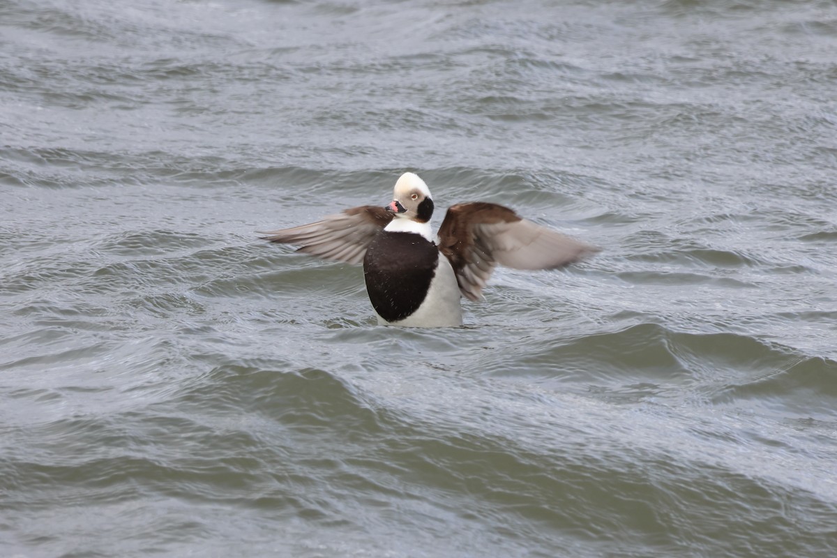 Long-tailed Duck - ML612892199