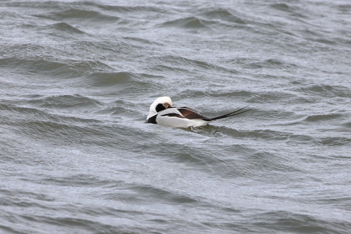 Long-tailed Duck - ML612892200