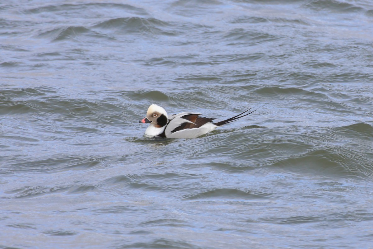 Long-tailed Duck - ML612892202
