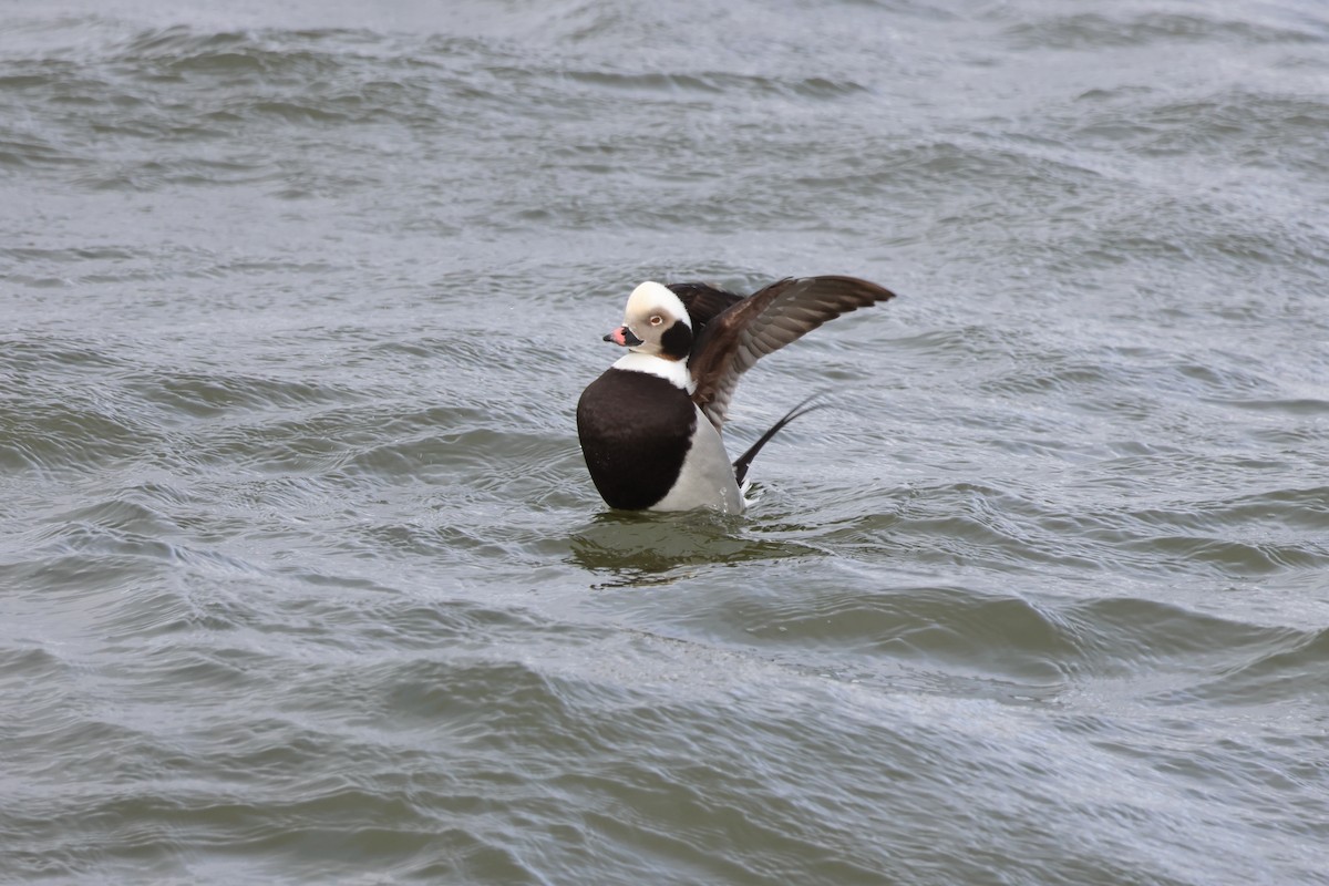 Long-tailed Duck - Mitchell Lemmer