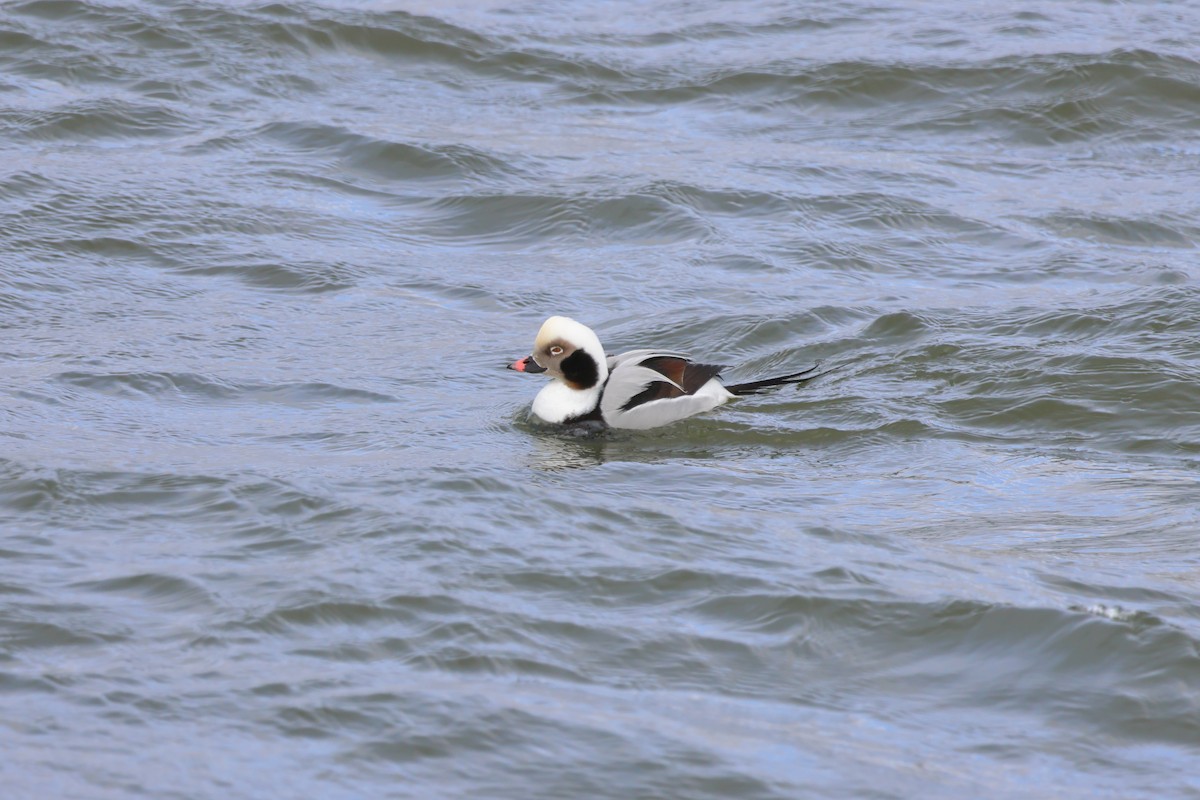 Long-tailed Duck - ML612892204