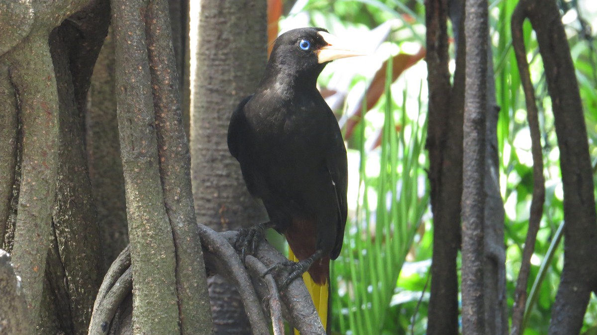 Yellow-rumped Cacique - ML612892259
