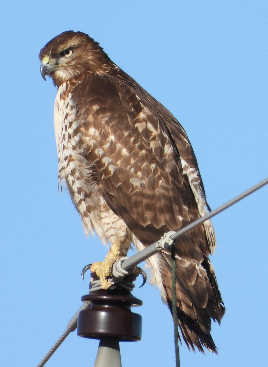 Red-tailed Hawk - ML612892434