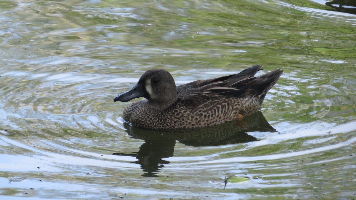 Blue-winged Teal - ML612892794