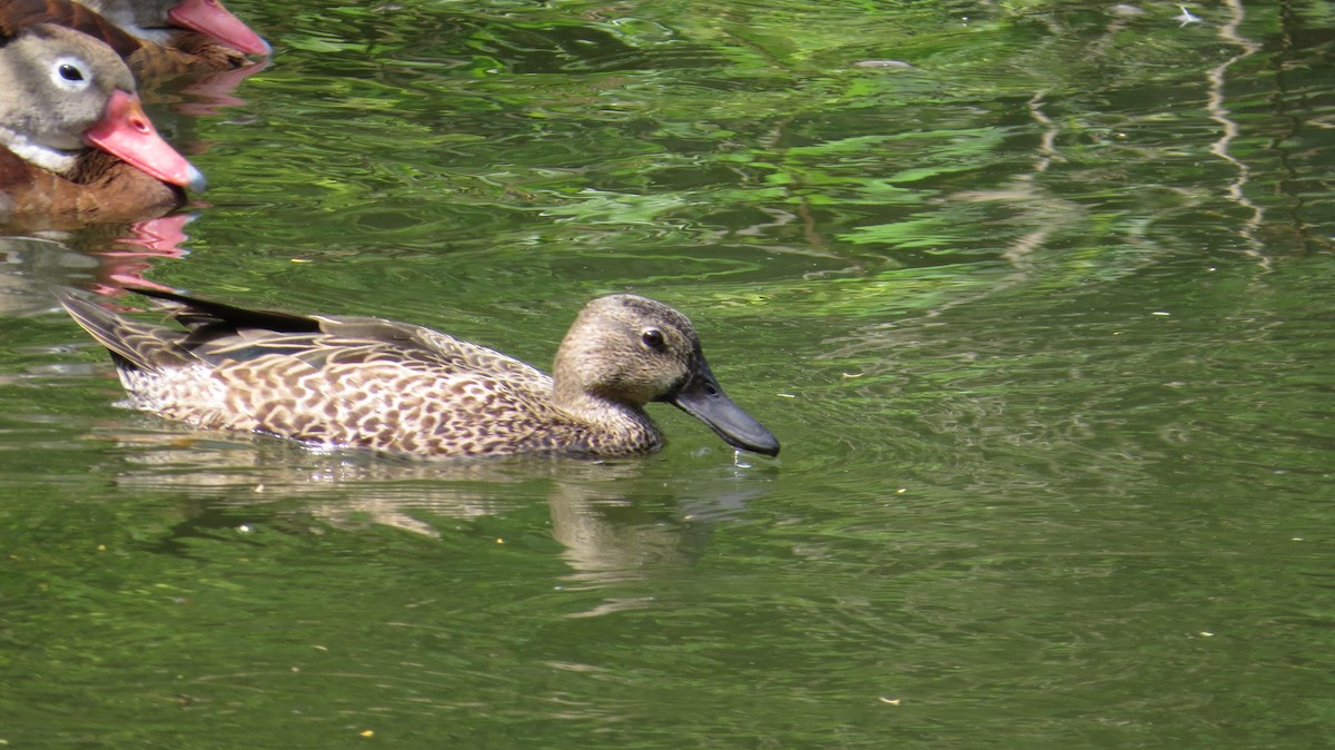 Blue-winged Teal - ML612892795