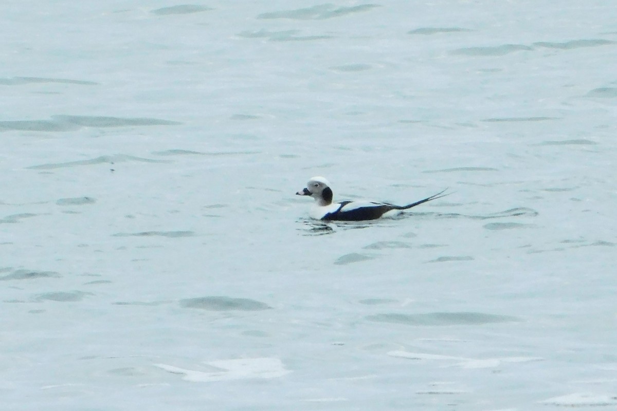 Long-tailed Duck - ML612893038