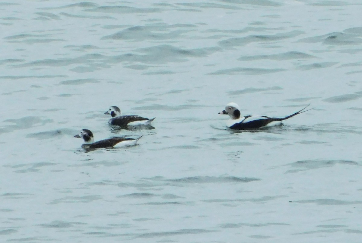 Long-tailed Duck - ML612893040