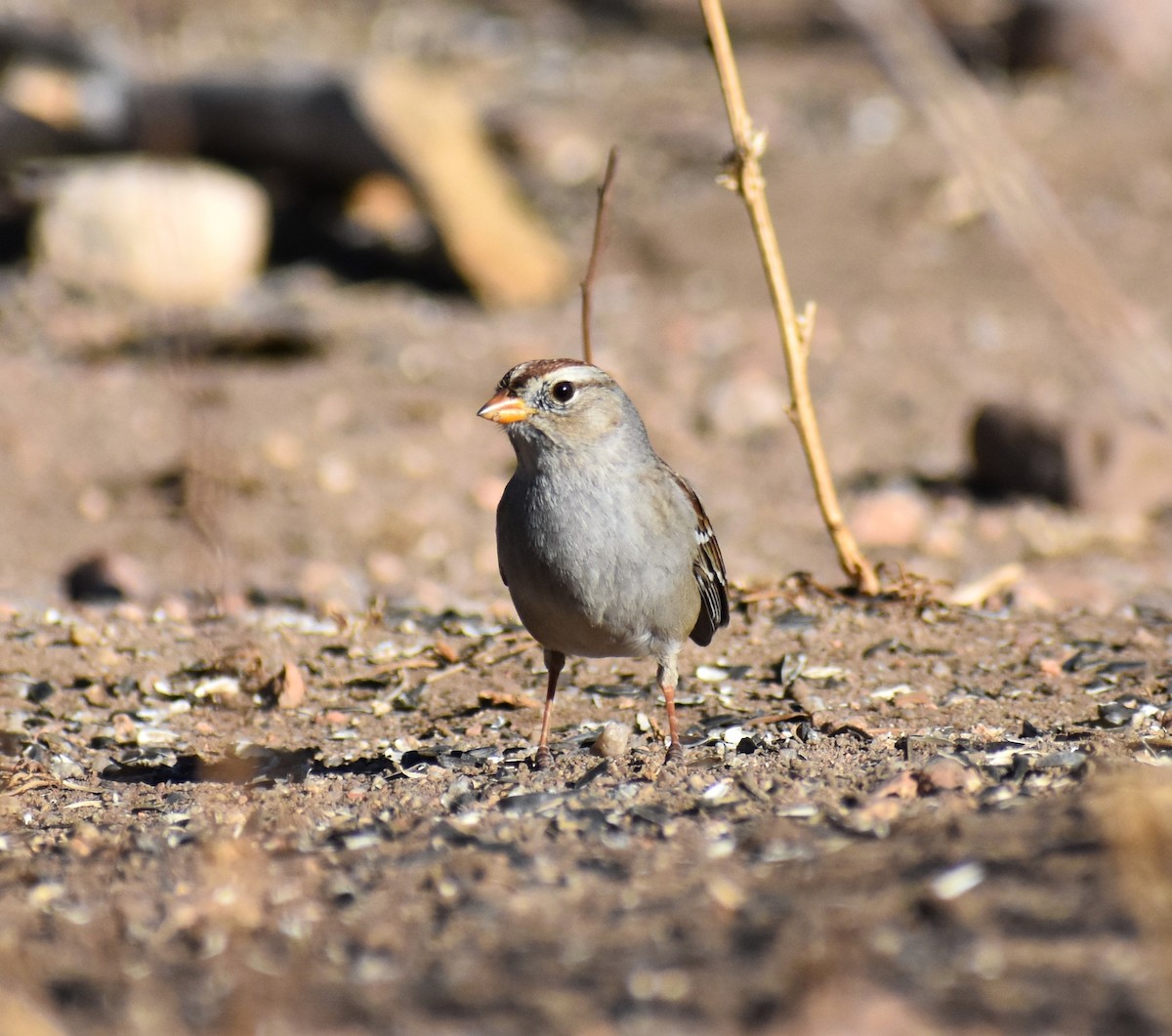White-crowned Sparrow - ML612893937