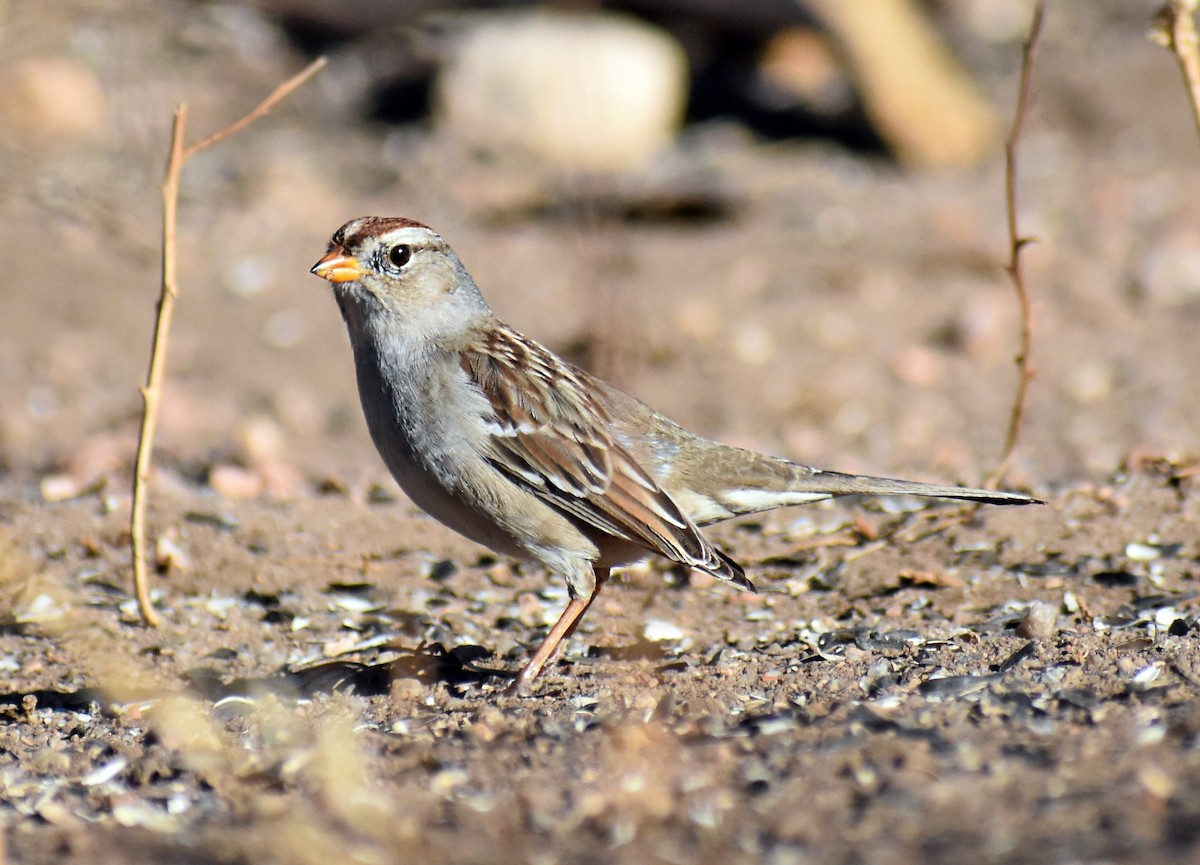 White-crowned Sparrow - ML612893938