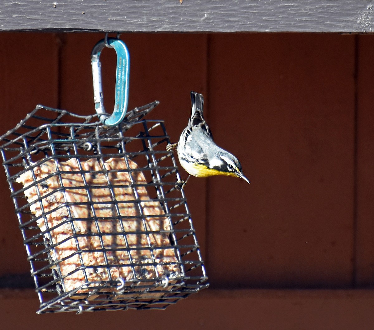 Yellow-throated Warbler - ML612893953