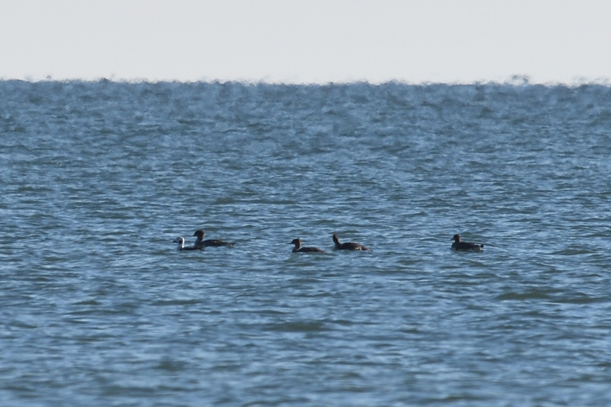 Long-tailed Duck - ML612894213