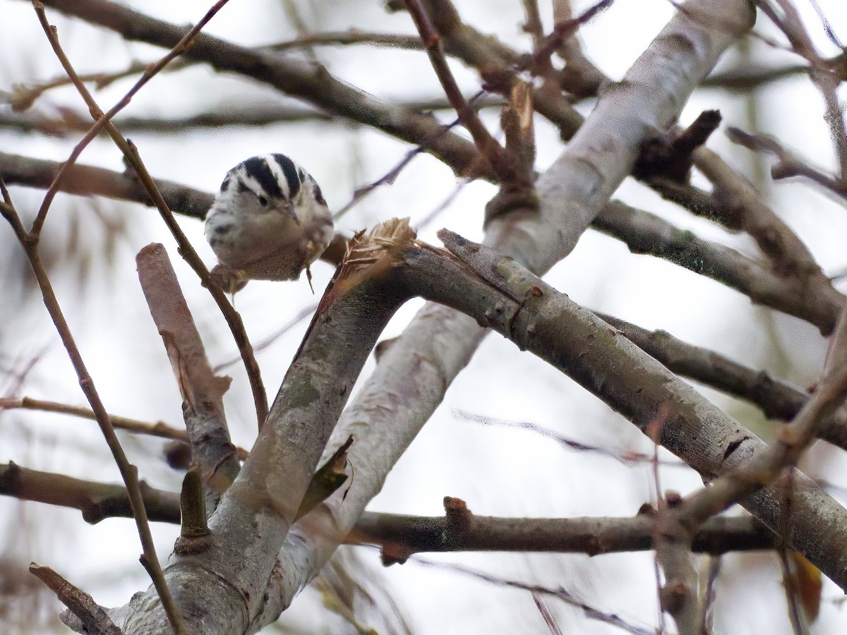 Black-and-white Warbler - ML612894224