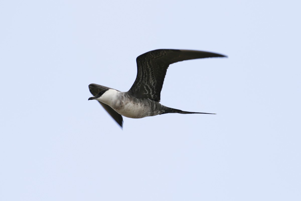 Long-tailed Jaeger - ML612895167