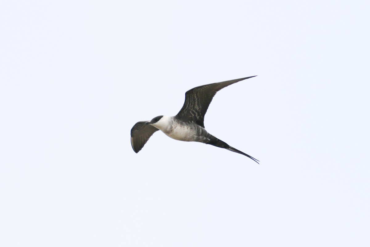Long-tailed Jaeger - ML612895169