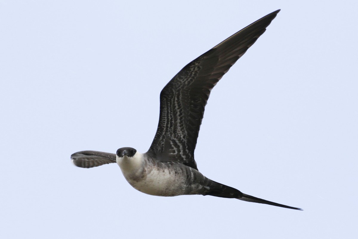 Long-tailed Jaeger - ML612895170