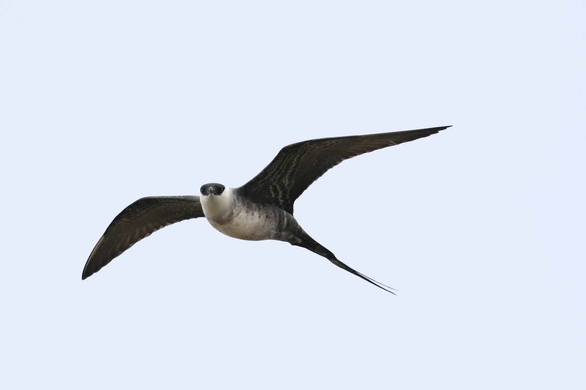Long-tailed Jaeger - ML612895171