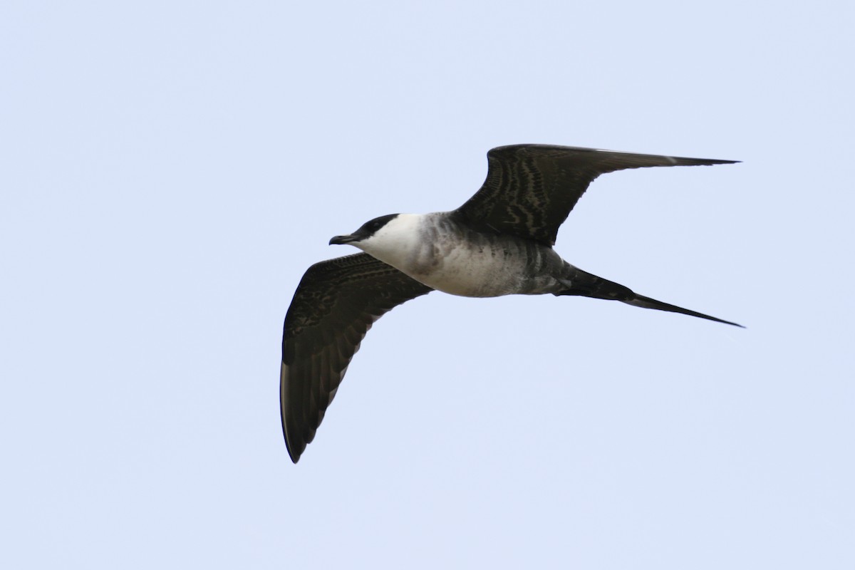 Long-tailed Jaeger - ML612895172