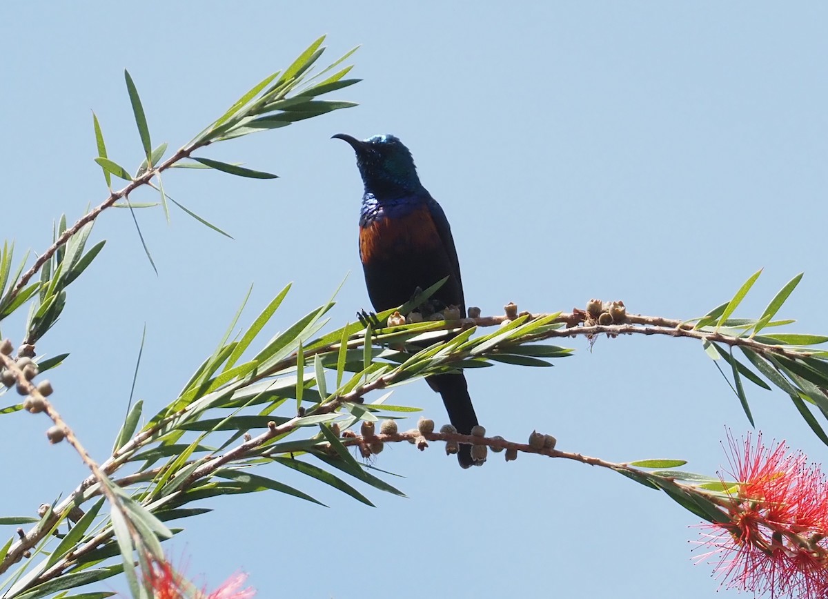 Red-chested Sunbird - ML612895380