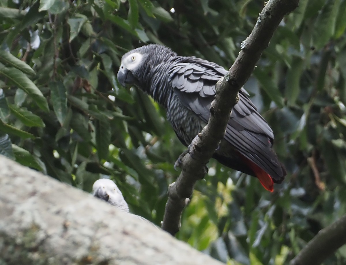 Gray Parrot (Gray) - ML612895928