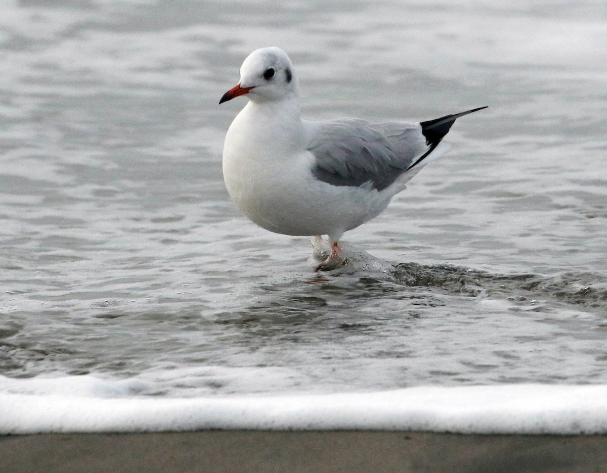 Mouette rieuse - ML612896328