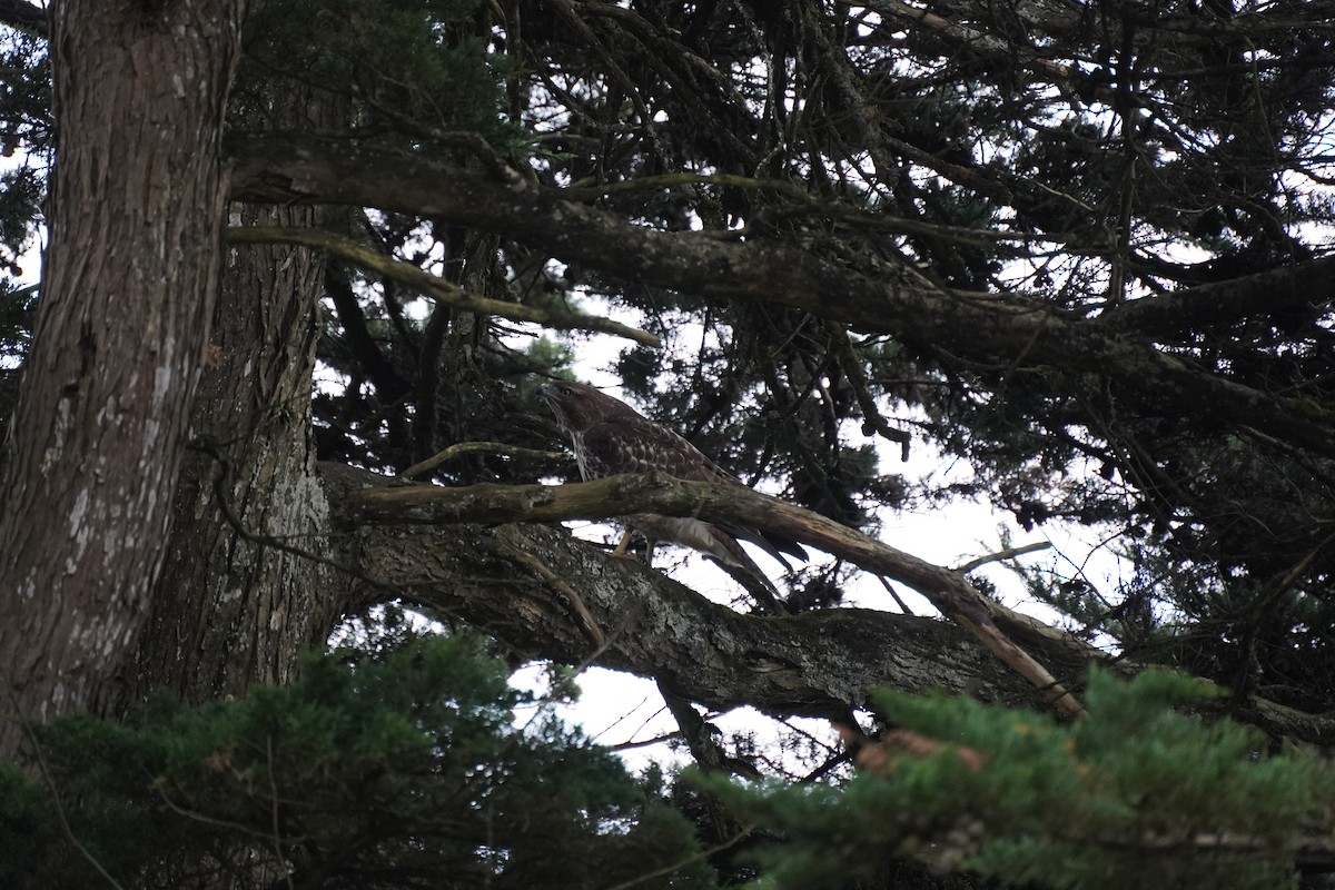 Red-tailed Hawk - ML612896350