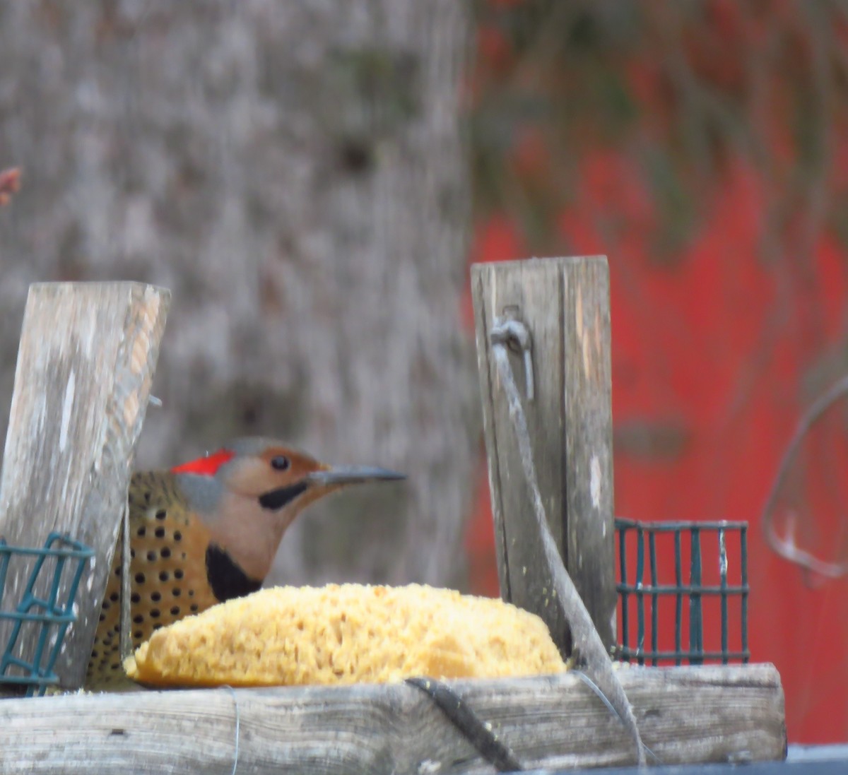 Northern Flicker (Yellow-shafted) - ML612896377