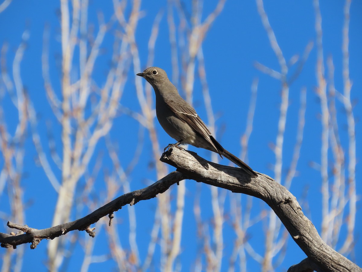Townsend's Solitaire - ML612896512
