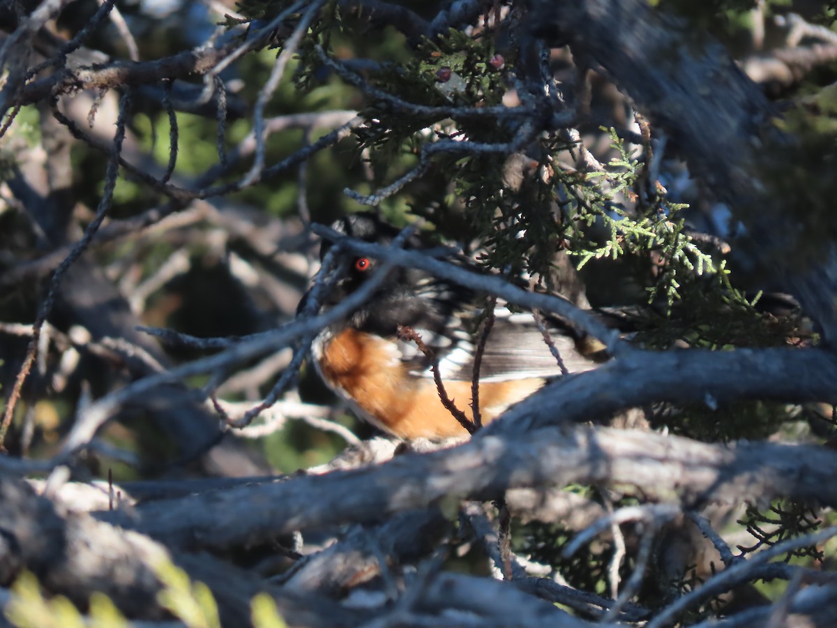 Spotted Towhee - ML612896563