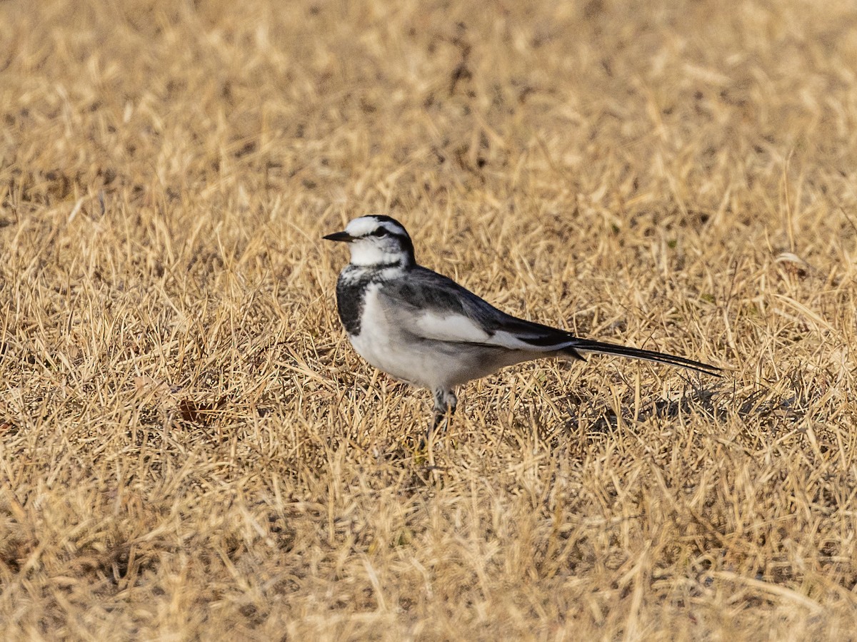 White Wagtail (Black-backed) - ML612897159