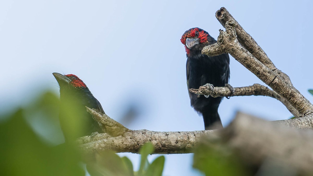 Red-faced Barbet - ML612897496