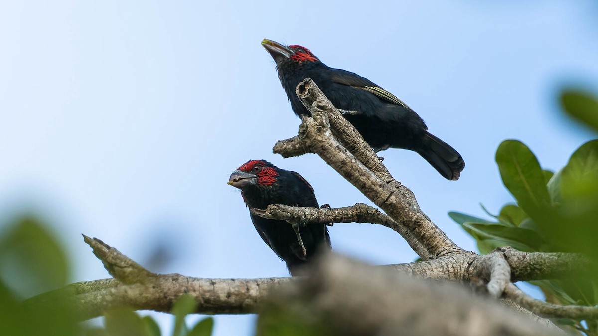 Red-faced Barbet - ML612897497