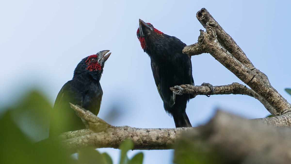 Red-faced Barbet - ML612897498
