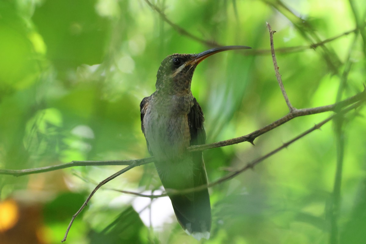 Rufous-breasted Hermit - ML612897916