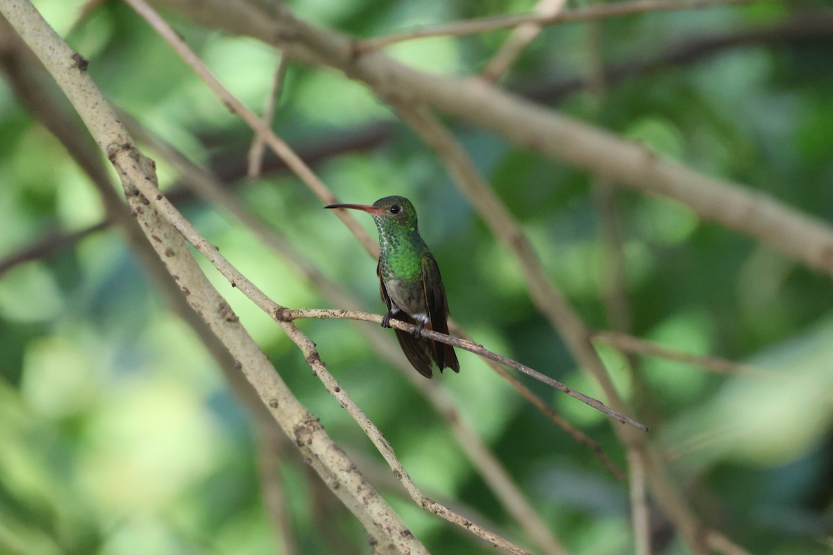 Rufous-tailed Hummingbird - ML612897944